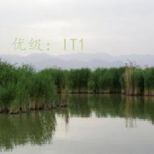 ת