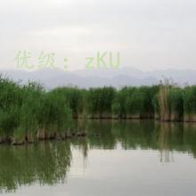 ƶ
