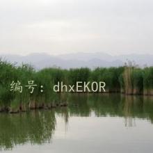 ƶ