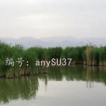 ƶ